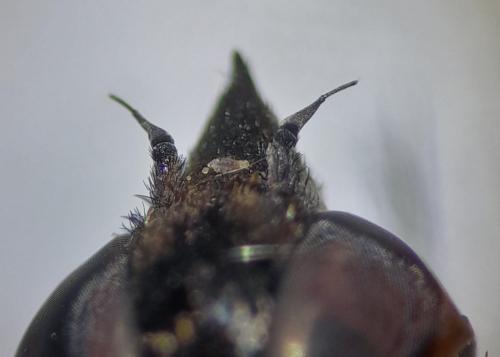 Exoprosopa jacchus
